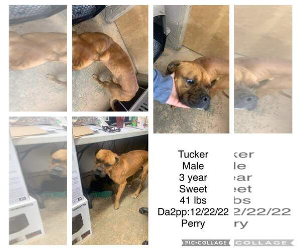 Medium Photo #17 Boxer Puppy For Sale in Burnsville, MN, USA