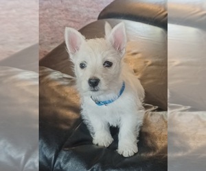 West Highland White Terrier Puppy for sale in STANLEY, WI, USA