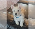 Small West Highland White Terrier