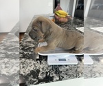 Puppy Puppy 6 Cane Corso
