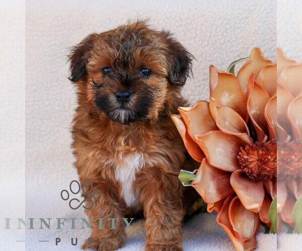 Medium Photo #4 Poovanese Puppy For Sale in NEWMANSTOWN, PA, USA