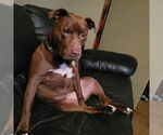 Small #3 American Pit Bull Terrier Mix