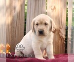 Rusty - Male Labrador Retriever Puppy for Sale - Photo #5