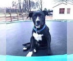 Small #1 Retriever  Mix