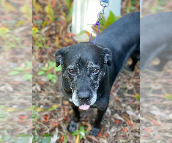 Medium Photo #23 Boxer-Unknown Mix Puppy For Sale in Mount Laurel, NJ, USA