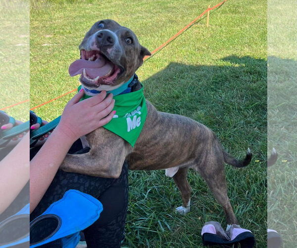 Medium Photo #34 American Pit Bull Terrier-Unknown Mix Puppy For Sale in Germantown, OH, USA