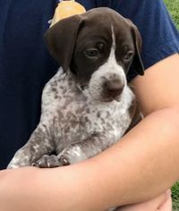 German Shorthaired Pointer Puppy for sale in LITHIA, FL, USA