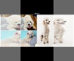 Small Photo #8 Poodle (Standard) Puppy For Sale in LEXINGTON, SC, USA