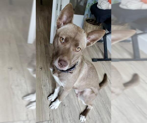 Medium Photo #2 Siberian Husky-Unknown Mix Puppy For Sale in Sacramento, CA, USA