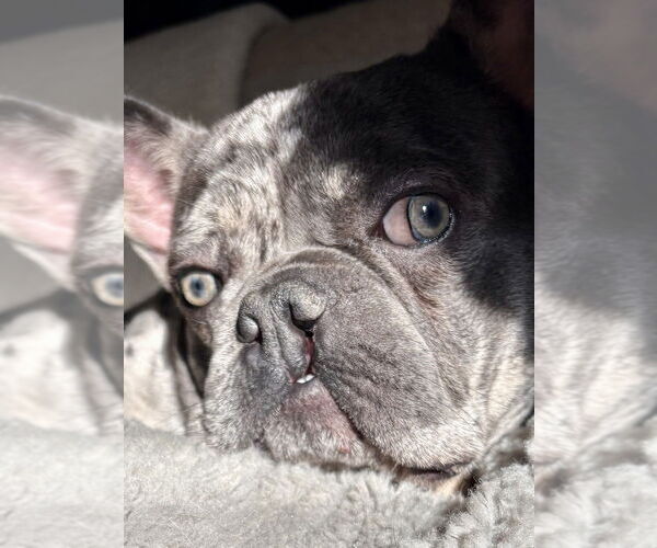 Medium Photo #4 French Bulldog Puppy For Sale in Mooresville, NC, USA