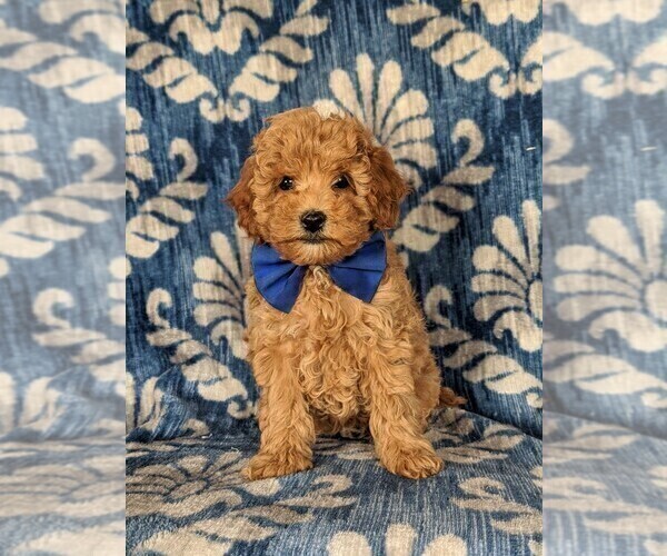 Medium Photo #1 Cavapoo Puppy For Sale in NEW PROVIDENCE, PA, USA
