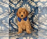 Small Photo #1 Cavapoo Puppy For Sale in NEW PROVIDENCE, PA, USA