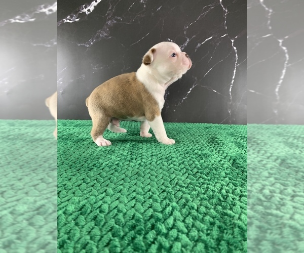 Medium Photo #33 Boston Terrier Puppy For Sale in TULARE, CA, USA