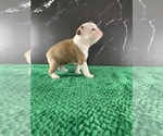 Small Photo #140 Boston Terrier Puppy For Sale in TULARE, CA, USA