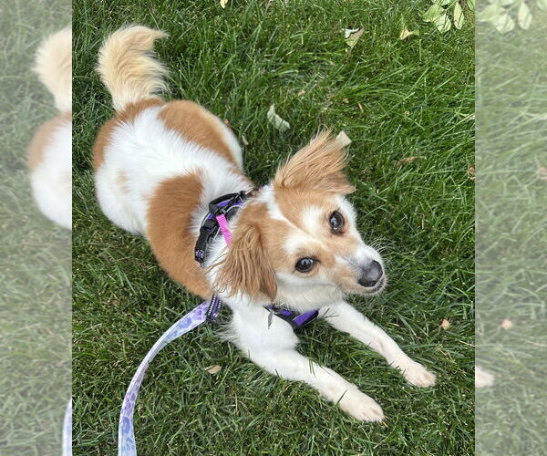 Medium Photo #16 Mutt Puppy For Sale in Mundelein, IL, USA