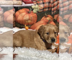 Golden Retriever Puppy for sale in CORPUS CHRISTI, TX, USA