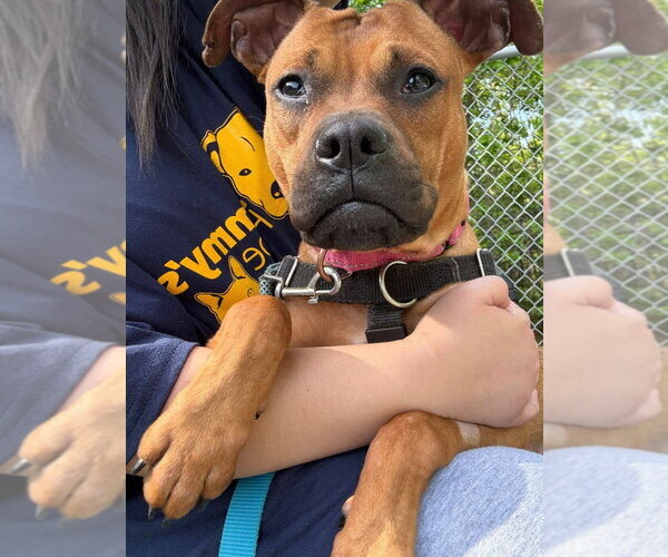 Medium Photo #6 Boxer-Unknown Mix Puppy For Sale in Sayreville, NJ, NJ, USA