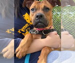Small #5 Boxer Mix