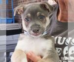 Small Retriever  Mix