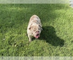 Small Photo #4 Bulldog Puppy For Sale in RICHMOND, VA, USA