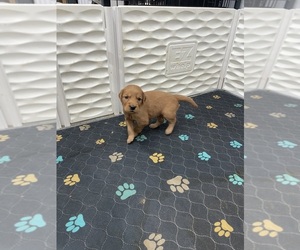 Golden Retriever Puppy for sale in SUFFOLK, VA, USA