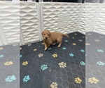 Image preview for Ad Listing. Nickname: Litter of 8
