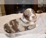 Small Photo #2 Miniature Australian Shepherd Puppy For Sale in WICHITA FALLS, TX, USA
