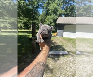 French Bulldog Puppy for sale in PEORIA, IL, USA