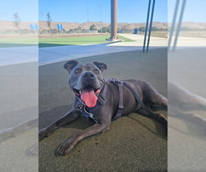Mutt Dogs for adoption in Fremont, CA, USA