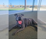 LUCY - Female Mutt Dog for Adoption - Small photo