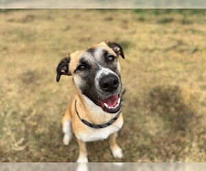German Shepherd Dog-Unknown Mix Dogs for adoption in Temple, TX, USA