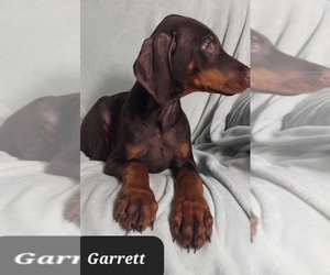 Doberman Pinscher Puppy for sale in POMEROY, OH, USA