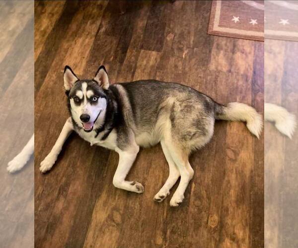 Medium Photo #3 Siberian Husky Puppy For Sale in Dallas, TX, USA