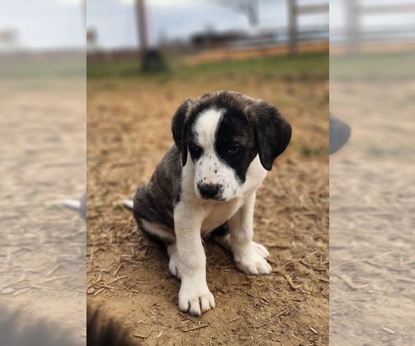 Medium Photo #12 Anatolian Shepherd Puppy For Sale in CUMBY, TX, USA