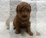 Puppy Puppy 7 Goldendoodle (Miniature)