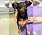 Small Chihuahua Mix