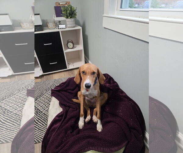 Medium Photo #4 Mutt Puppy For Sale in Oakhurst, NJ, USA