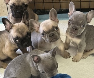 French Bulldog Puppy for sale in YUCAIPA, CA, USA