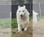 Small #2 Great Pyrenees Mix
