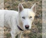 Small #1 Huskies  Mix