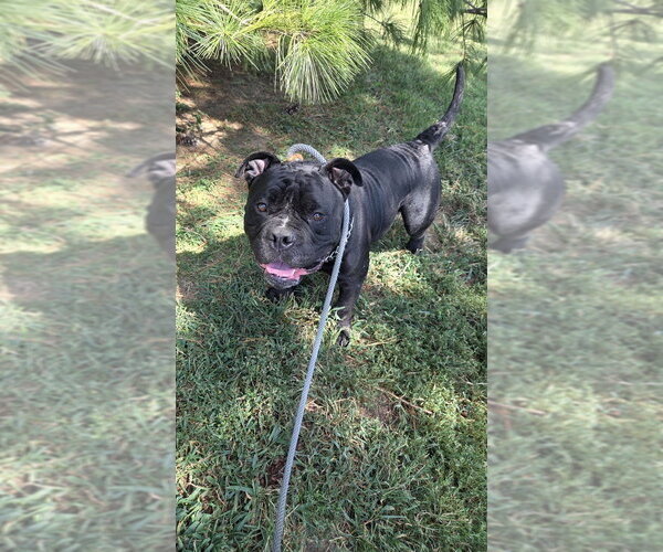 Medium Photo #1 Bulldog-Unknown Mix Puppy For Sale in Evansville, IN, USA