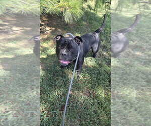 Bulldog-Unknown Mix Dogs for adoption in Evansville, IN, USA