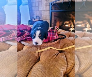 Greater Swiss Mountain Dog Puppy for sale in POTTSVILLE, PA, USA