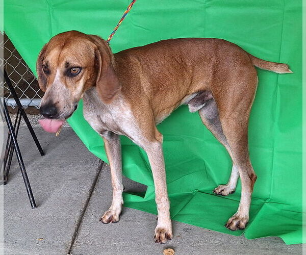 Medium Photo #4 Unknown-Vizsla Mix Puppy For Sale in Wetumpka, AL, USA