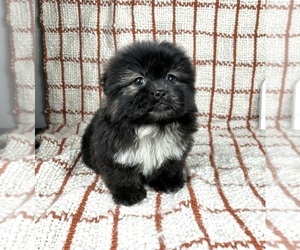 Shih Tzu Puppy for sale in FRANKLIN, IN, USA