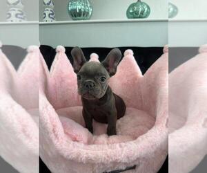 French Bulldog Puppy for Sale in REVERE, Massachusetts USA