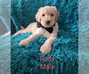 Goldendoodle Puppy for sale in HARRISON, AR, USA