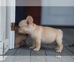 Small Photo #2 French Bulldog Puppy For Sale in MEDINA, OH, USA