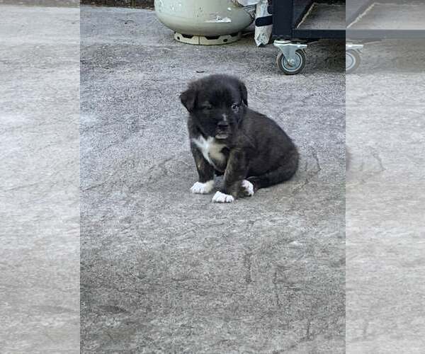 Medium Photo #2 Mutt Puppy For Sale in Mount Pleasant, SC, USA