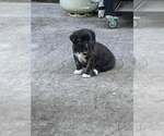 Small #1 Mutt